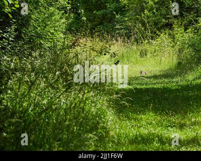 A wild rabbit and a magpie at the bend of a grassy path in the bright, dappled sunlight of some UK woodland. Stock Photo