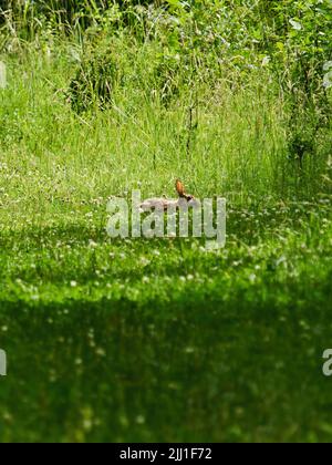 A wild rabbit caught unawares out the in open of a grassy path in the bright, dappled sunlight of some UK woodland. Stock Photo