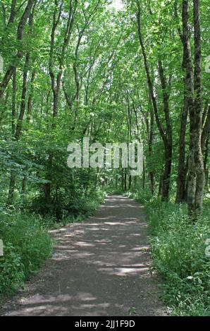 Mysterious path full of roots in the middle of wooden coniferous forrest, surrounded by green bushes and leaves  Stock Photo