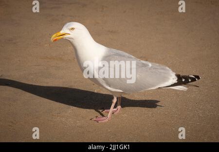 Seagull on the beach at Scarborough, UK. Stock Photo
