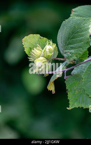 Green unripe hazelnuts on a branch in the garden Stock Photo