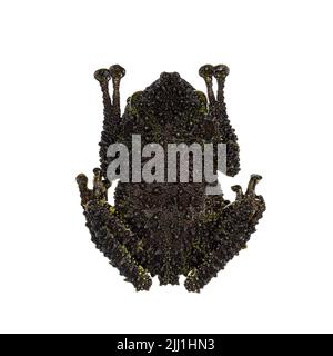 Top view of Mossy frog aka Theloderma corticale, laying flat down on surface. Isolated on a white background. Stock Photo