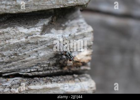 Flesh fly (Sarcophagidae) resting on aged grey wood in the forest (Sidmouth, England) Stock Photo