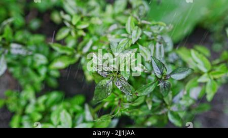 Fresh leaves of Genovese herb. Gardener watering basil plant growing in home garden. Can be used in quality medicine, cooking spices. Also known as Stock Photo