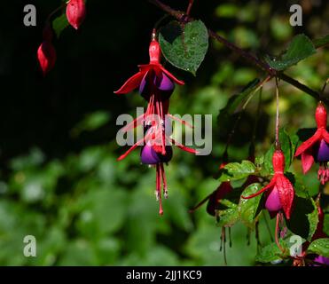 Red and purple Fuchsia - Fuchsia triphylla -  plant flowering in summer UK Photograph taken by Simon Dack Stock Photo