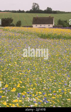 Wildflower meadows amongst the lavender fields in the Cotswolds at Snowshill on the Cotswolds Lavender farm. Stock Photo