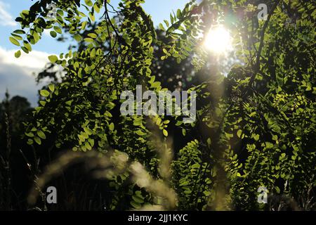 Black Locust tree (Robinia pseudoacacia) - commonly referred to as False Acacia - Green summer leaves backlit buy a late summer sun Stock Photo