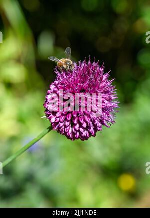 A bee settles on a small purple Allium plant flowering in summer UK - Allium sphaerocephalon, also known as the drumstick allium or round-headed leek