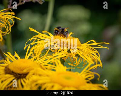 Bee pollinating the shaggy yellow flowers of Inula magnifica growing in a UK garden. Stock Photo