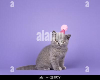 Cute blue tortie British Shorthair cat kitten, wearing pink birthday hat. Looking straight to camera. isolated on a lilac purple background. Stock Photo