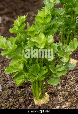 Celeriac, variety Prinz growing in a UK garden. Stock Photo