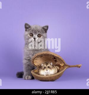 Cute blue tortie British Shorthair cat kitten, sitting behind hamster in empty shell. Looking straight to camera. isolated on a lilac purple backgroun Stock Photo