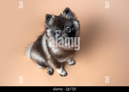 Keeshond puppy with white spectacles and intelligent expression. Studio setting on a plain backdrop. Medium size gray dog. Stock Photo