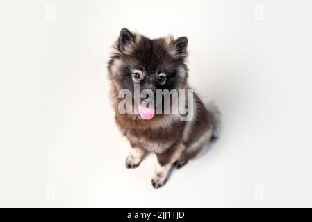 Keeshond puppy with white spectacles and intelligent expression. Studio setting on a plain backdrop. Medium size gray dog. Stock Photo
