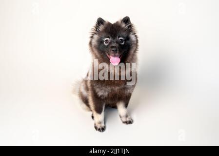 Keeshond puppy with white spectacles and intelligent expression. Studio setting on a plain backdrop. Medium size gray dog. Stock Photo