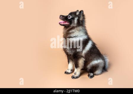 Keeshond puppy with white spectacles and intelligent expression. Studio setting on a plain backdrop. Medium size gray dog. Stock Photo