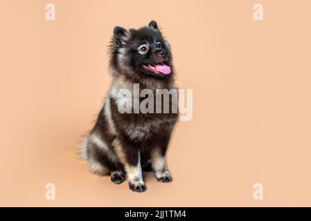 Keeshond puppy with white spectacles and intelligent expression. Studio setting on a plain backdrop. Medium size gray dog. Stock Photo