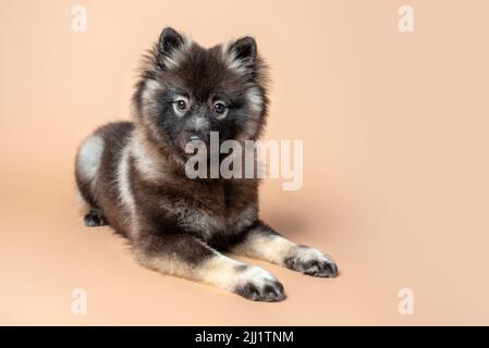 Keeshond puppy with white spectacles and intelligent expression. Studio setting on a plain backdrop. Medium size gray dog. Stock Photo