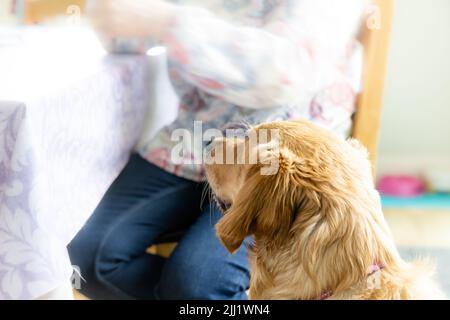 Curious Canine in Home Setting waiting patiently, or Doggy Dinner Companion, Service dog, dog providing mentalk health or well being benefits Stock Photo