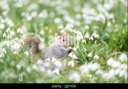 Close-up of a Grey Squirrel in snowdrops, spring in UK. Stock Photo