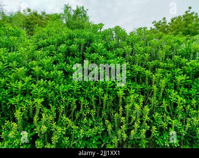 A Closeup Shot Of Indian Thor Plant Ayurvedic Medicinal Plants Photo Stock Photo