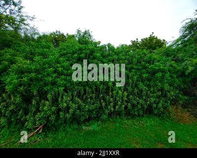 A Closeup Shot Of Indian Thor Plant Ayurvedic Medicinal Plants Photo Stock Photo