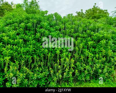 A Closeup Shot Of Indian Thor Plant Ayurvedic Medicinal Plants Photo Stock Photo