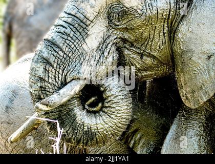 Elephant Kruger National Park Stock Photo