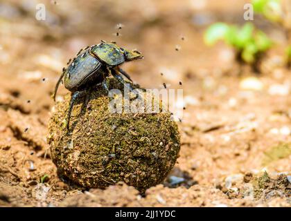 Dung Beetle South Africa Stock Photo
