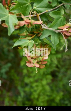 Acer campestre branch with fruit Stock Photo