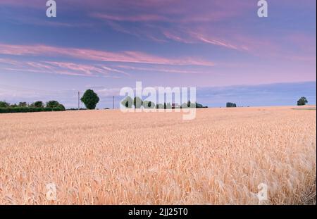 Sunset over Suffolk Cornfield Stock Photo
