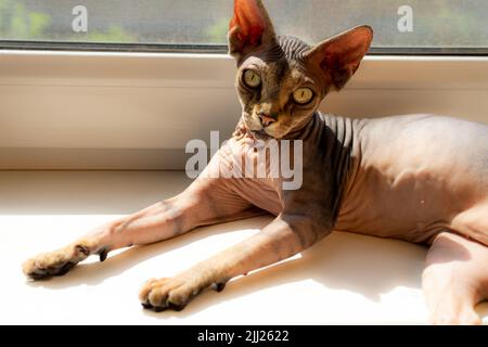 Hairless brown sphinx cat on the windowsill. Stock Photo