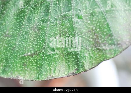 Colocasia and dew drop or Colocasia Diamond Head, diamond head colocasia or Araceae plant Stock Photo