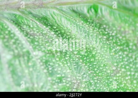 Colocasia and dew drop or Colocasia Diamond Head, diamond head colocasia or Araceae plant Stock Photo