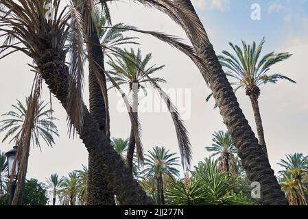 Phoenix dactyfera palms Stock Photo