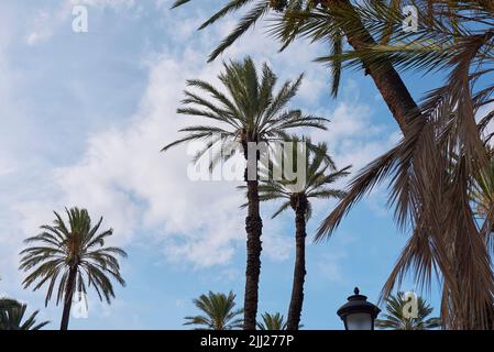 Phoenix dactyfera palms Stock Photo