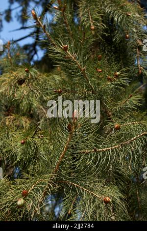 Picea abies branch close up Stock Photo