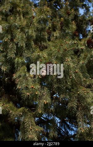 Picea abies branch close up Stock Photo