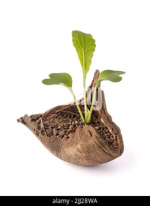 young plant grown in dried coconut husk, growing vegetables or gardening in biodegradable pots, isolated on white background Stock Photo