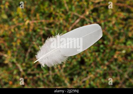Delicate white feathers with background of out of focus leaves Stock Photo