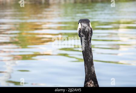22 July 2022, Hessen, Frankfurt/Main: A Canada goose stands on the bank and looks out over the lazily flowing Main River. Photo: Frank Rumpenhorst/dpa Stock Photo