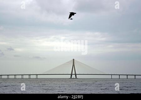 Mumbai, Maharashtra, India. 22nd July, 2022. A helicopter is seen above Bandra Worli Sea link in Mumbai, India, 22 July, 2022. (Credit Image: © Indranil Aditya/ZUMA Press Wire) Stock Photo