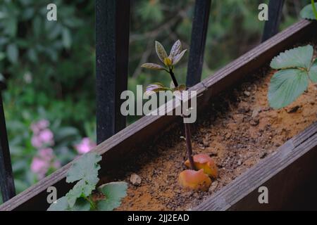 Hass avocado sapling with brown hairy leaves in the soil, growing from its seed inside a pot in the balcony. Overcast weather. Stock Photo