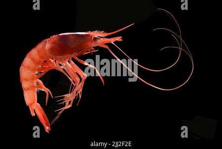 Raw red shrimp isolated on black background Stock Photo
