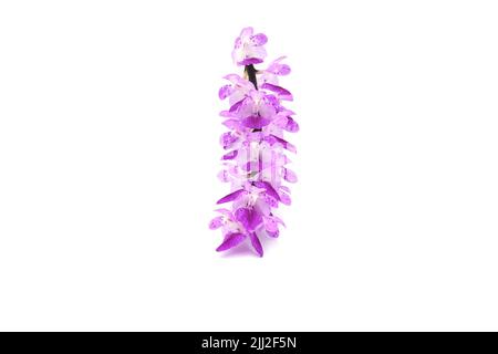 A closeup of a foxtail orchid on a white background Stock Photo