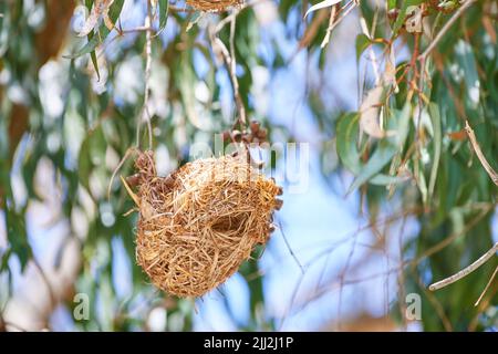closeup of nest of African golden weaver, Ploceus Xanthops. Woven bird home made of hay hanging from tree with a blurred leaf background. Freshly Stock Photo