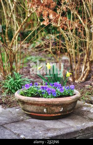 Pansy flowers growing in a vase in a backyard garden in summer. Closeup of wild pansies displayed in a vessel or jar in a yard for decoration and Stock Photo