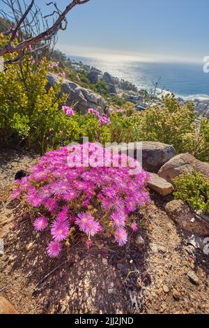 Trailing ice plant with pink flowerheads growing outside on a mountain in their natural habitat. View of lampranthus spectabilis, a species of Stock Photo