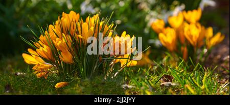 Closeup of yellow poisonous crocus plants growing in mineral rich, nutritious soil in private, landscaped and secluded home garden. Textured detail of Stock Photo