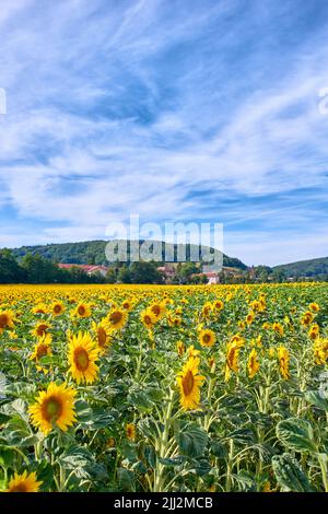 Field of bright yellow sunflowers on a cloudy blue sky background. Beautiful agriculture oilseed crop flower landscape by a countryside. Seasonal Stock Photo